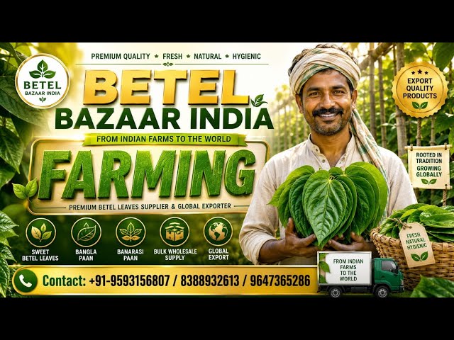 MEETHA PALI & KHAR PAAN ALL IN ONE BETEL LEAVES PLANTS | Cultivation of Sweet & Bangla Paan | PAA...