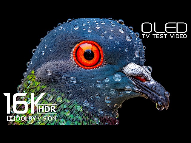 A-Must-See 16K HDR OLED Display Test | Dolby Vision 120FPS | 4K/8K ULTRA HD TV