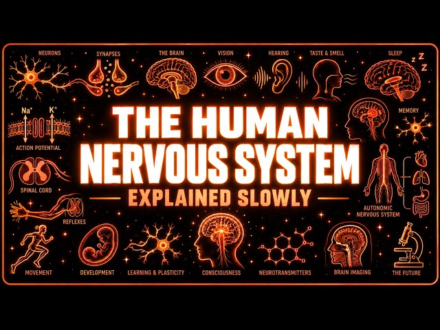 Everything About the Human Nervous System Explained Slowly (For Sleep)