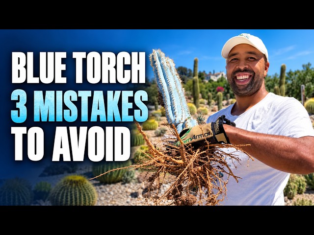 Blue Torch Cactus Care: How to Grow It & 3 Mistakes to Avoid