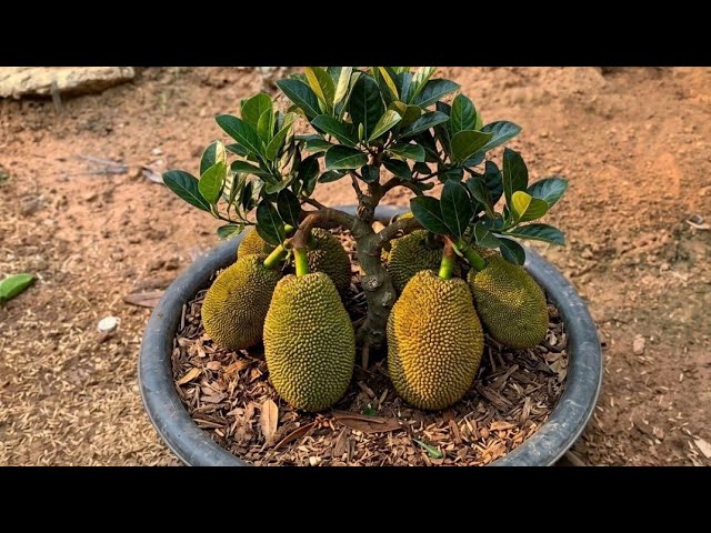 Seedless Jackfruit Grafting Technique – High Yield Secret. 