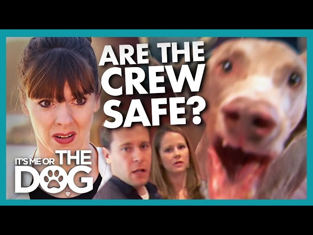 This Unpredictable Weimaraner Terrifies Everyone Around Him  | It's Me or the Dog