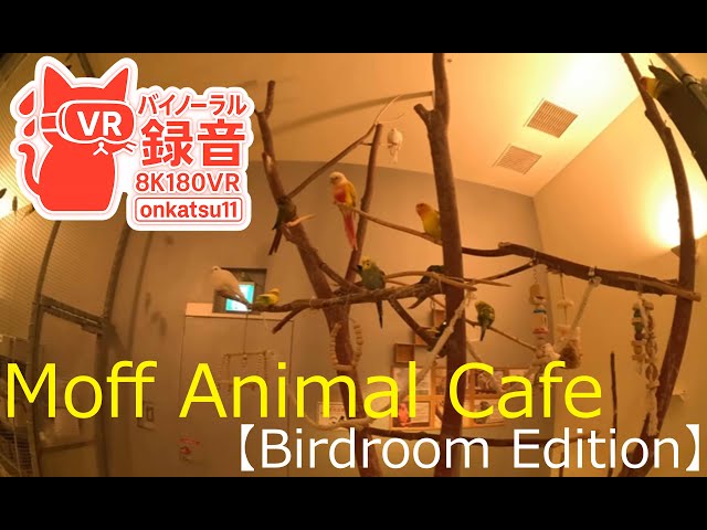 [8K VR180]🌟【Moff animal cafe — Birdroom: 360° Surrounded by Birds】