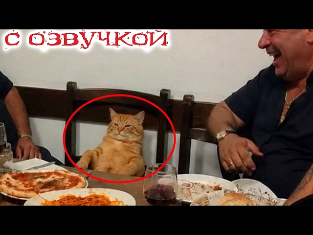 The Cat Who Argued With Everyone! Try Not To Laugh! Funny cat moments and hilarious voiceover tha...