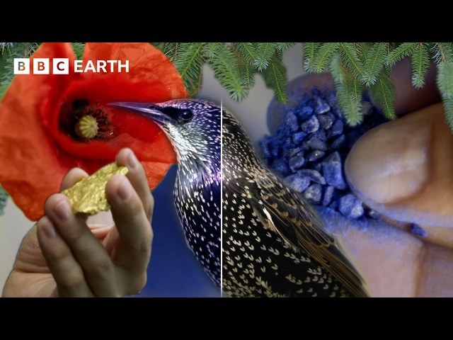 What Is Colour and Where Does It Come From? | BBC Earth Science