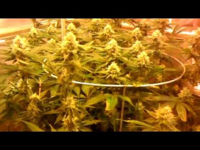 Day 30 Flower- Kosher Kush