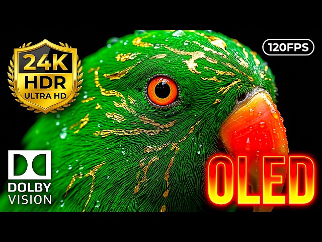 24K HDR 120FPS Deep Jungle Awakening: Dolby Vision OLED Test (8K/4K Video)