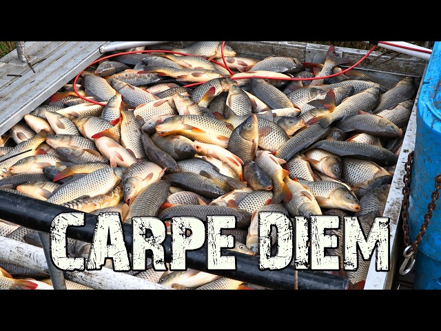 Australia's Carp Problem