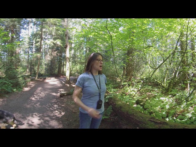 Needle-leaf Forest, Pacific Spirit Park
