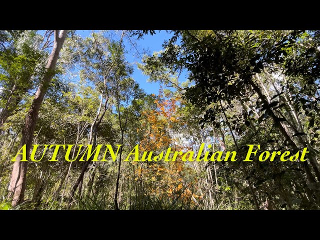 AUTUMN Australian Forest | Lunchtime Ambience