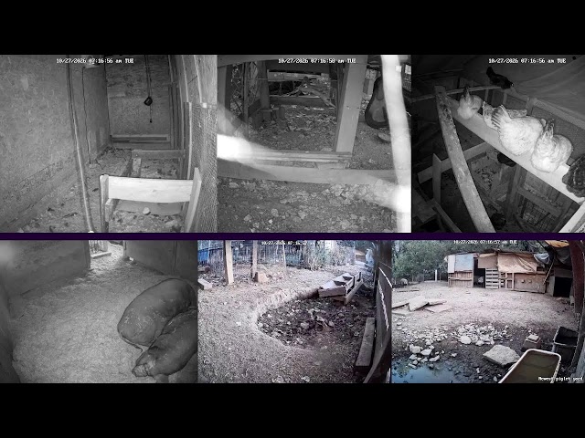 Baby Piglets! Hen Stream Homestead Live (Happy Animals