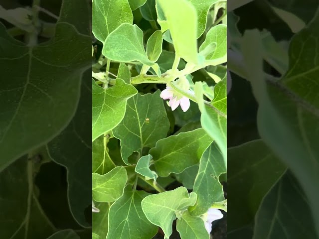 Vegetables Update Jun29 2025