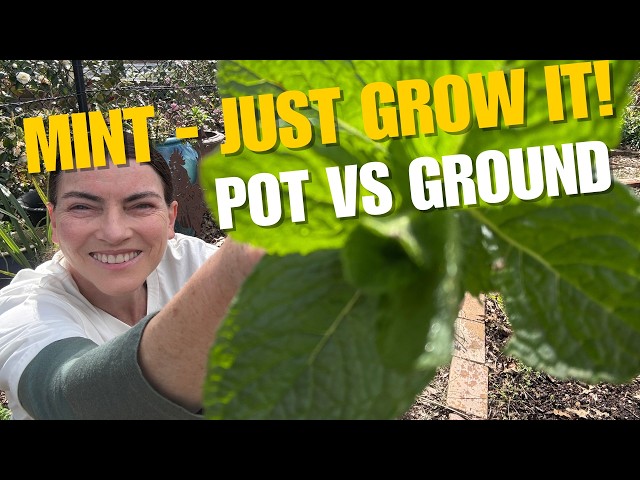 Mint - tips for growing ... and controlling in your garden