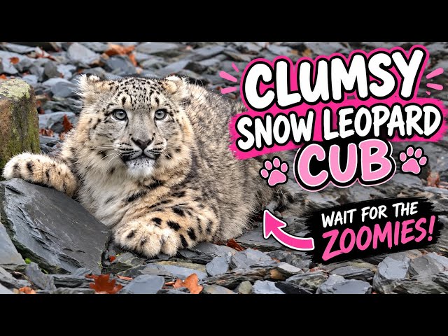 Clumsy Snow Leopard Cub Gets the Zoomies!