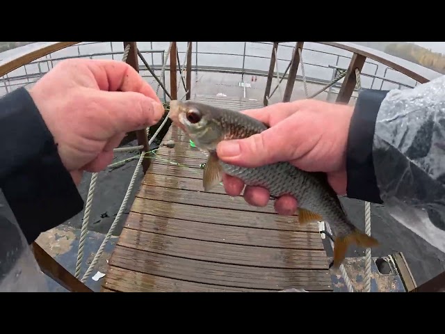 Nonstop Bites! Fall Pier Fishing with a Winter Lure 