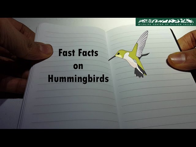 WCSV: Fast Facts on Hummingbirds