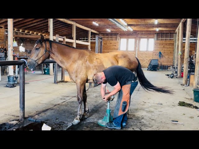 Another Dasher Day: Shoeing Dasher! 