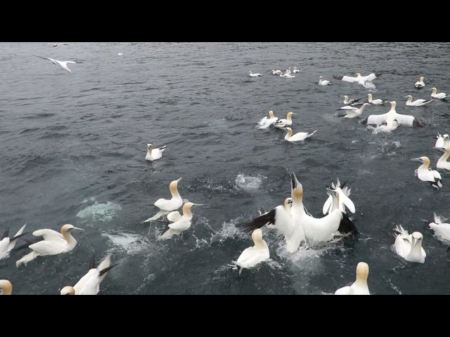Gannets diving into the sea for fish at Noss