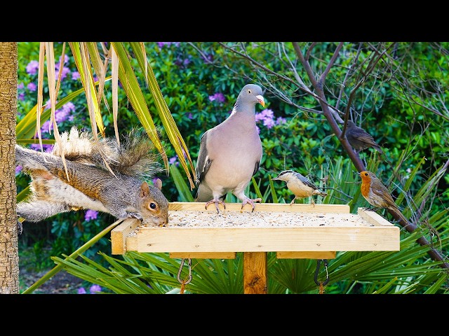 🔴 Тв для кошек 24/7 🕊️ Летом птицы и белки стекаются к кормушке 🐿️ Птички для кошек 4K HDR