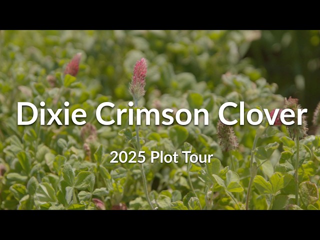 Dixie Crimson Clover - Cover Crop Plot Tour