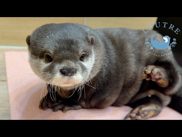 This Otter Needed a Hug After Meeting Her Nieces