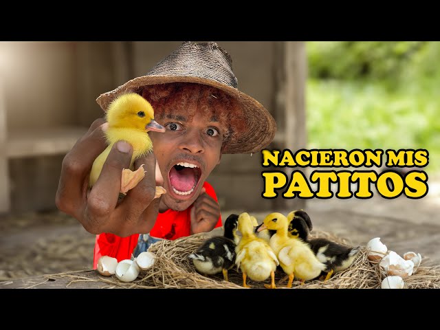 MY DUCKLINGS ARE BORN! 🦆🐥