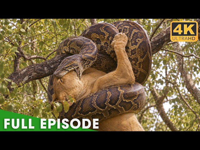 Only the Strongest Predators Will Survive | FULL EPISODE | Nature Animal Documentary