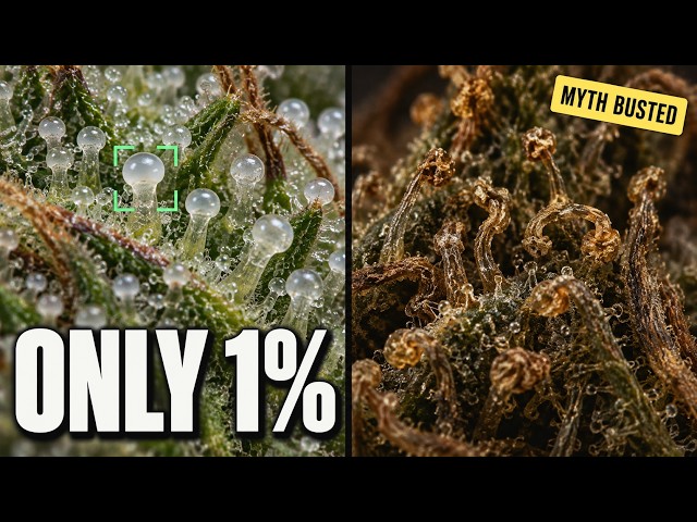Do Trichomes Keep Ripening After the Chop?