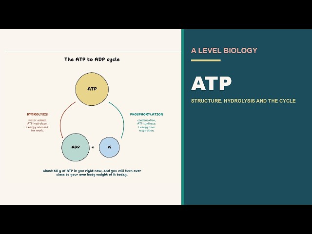 ATP: Everything You Need to Know for A Level Biology | AQA OCR