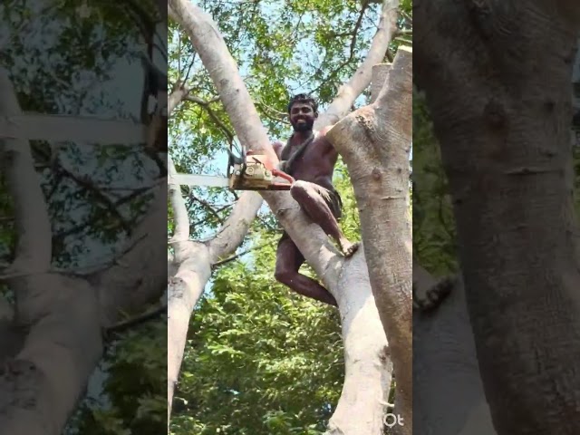 Tree#cutteraravind#toptrendingvodes#kanyakumari8248851253