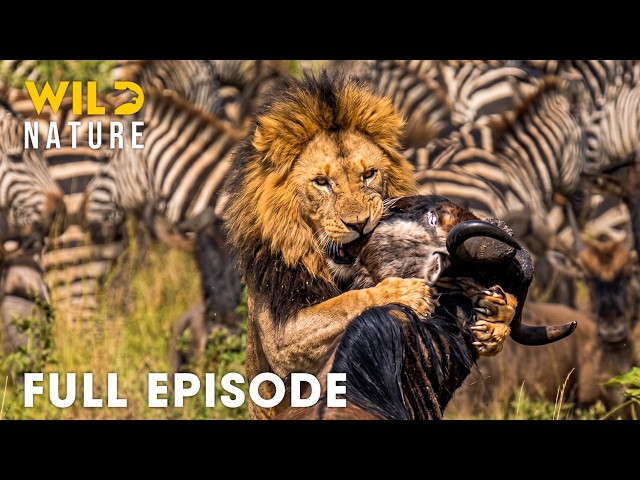 Wild Serengeti | Nature's Deadliest Migration for Survival (Full Episode) | Wildlife Documentary