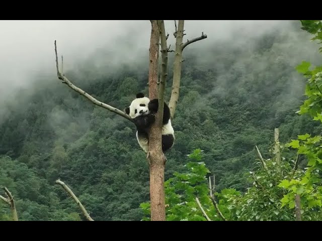 National Geographic and BBC documentary on life of Panda