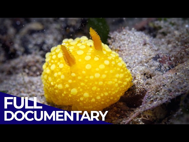 Built by the Sea: Evolution’s Strangest Creations | Under the Sea | FD Ocean