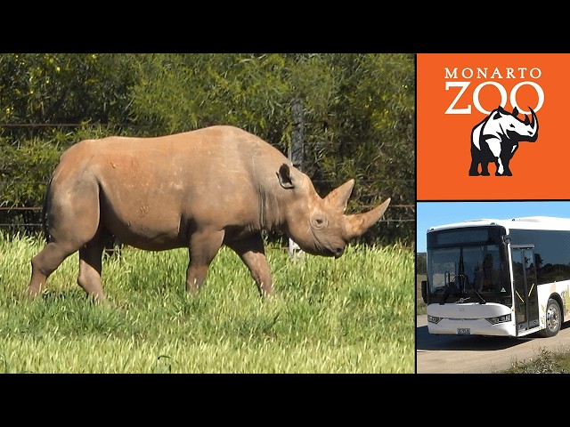 Visiting Monarto Safari Park! 🇦🇺 LARGEST Safari Outside of Africa