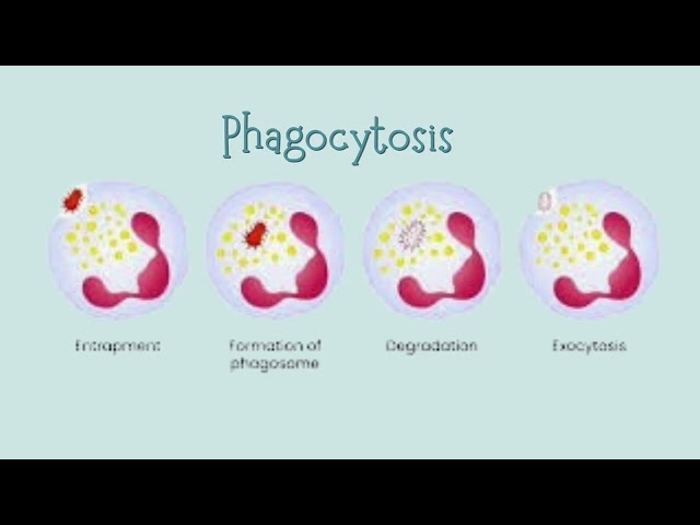 Innate Immune Part  3