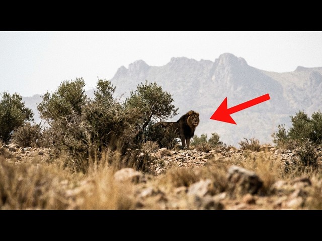 Scientists Found the “Extinct” Atlas Lion — And It Shouldn’t Be Possible