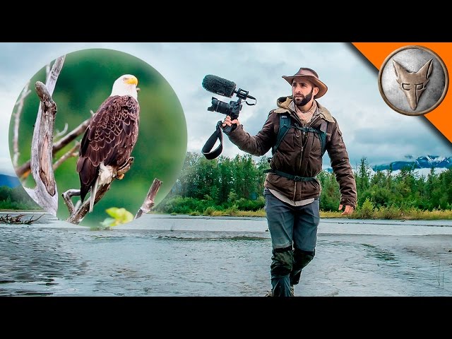 Bald Eagle Adventure!