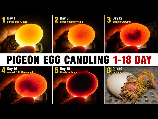 Pigeon Egg Candling Day 1 to Day 18 – Full Development Journey