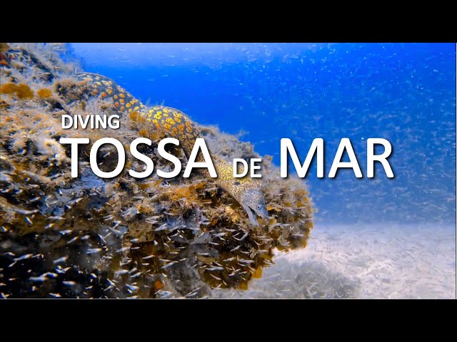 Diving TOSSA DE MAR 2023
