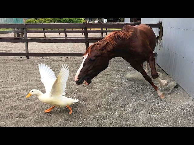 Don’t Forget That Farm Animals Are Dramatic Too! 😂🤣 Funny Animal Videos 2026