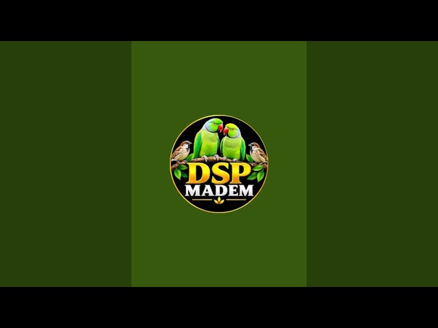 🦜 Beautiful Green Parrots LIVE 🔴 | Bird Lovers Must Watch!
