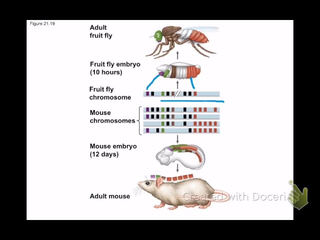 Pattern formation and Hox genes