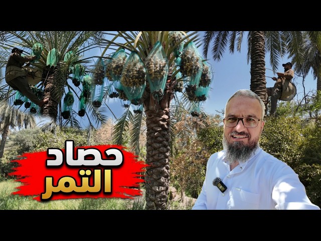 جولة في بساتين النخيل وكيفية قطف التمر،روتين اليومي بين الماعز و حوض السمك، فحص البقر بالسونار (310)