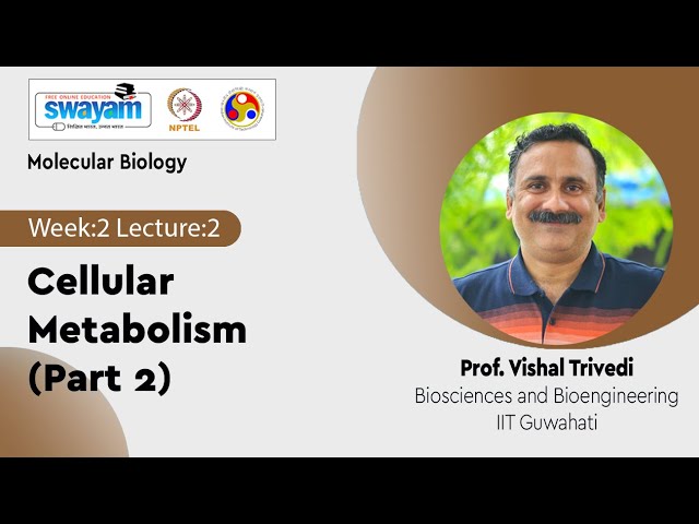 Lec 7: Cellular Metabolism (Part 2)