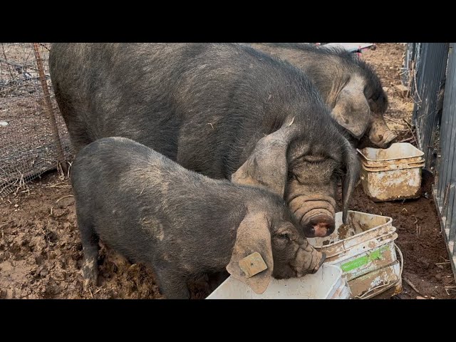 3 little pigs eat lunch together