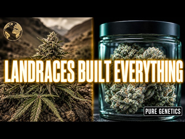 Landraces: The Foundation Every Modern Strain Was Built On
