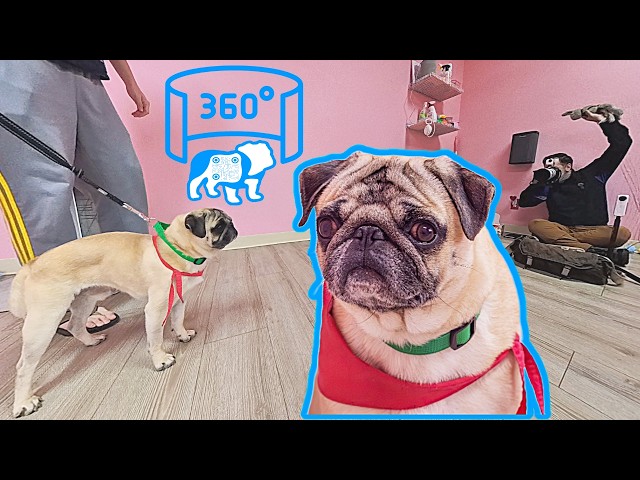 360° VR Photo Session: Dougie Puggie's Adoption Shoot | CuppaPug Frisco