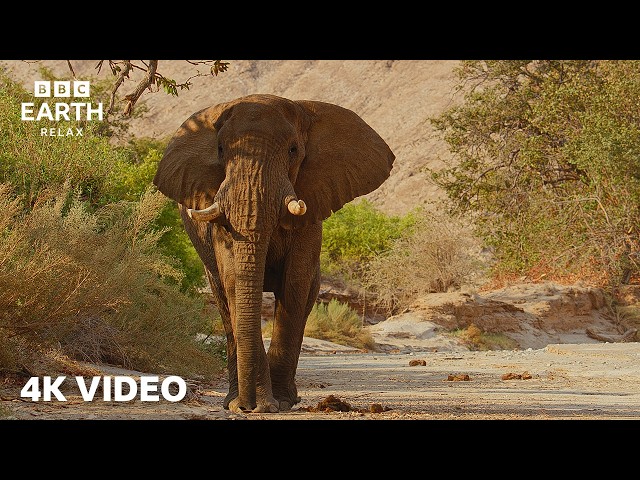 Life Among African Elephants | Peaceful Nature Escape In 4K | BBC Earth Relax