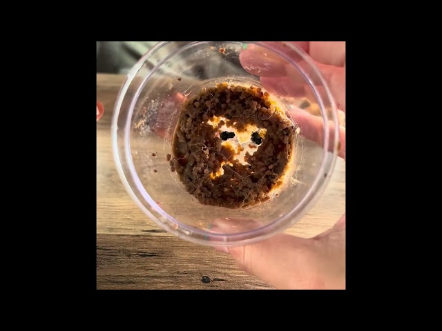 Baum Baum Caterpillar Update