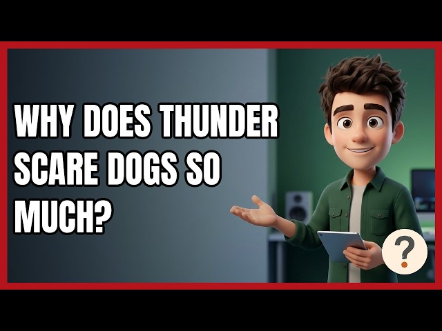 Why Does Thunder Scare Dogs so Much?